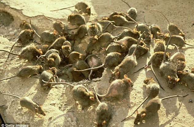 هجوم موش ها به خیابان ها در نیواورلئان