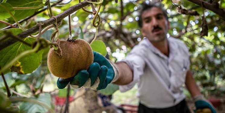 صادرات زودهنگام کیوی هایوارد گیلان ممنوع شد