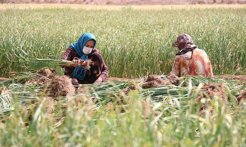اولویت کشاورزی در شرایط کرونایی اولویت کشاورزی در شرایط کرونایی