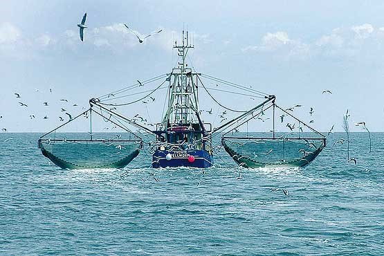صید ممنوعه ترال در بستر دریای بیچاره بی حفاظ