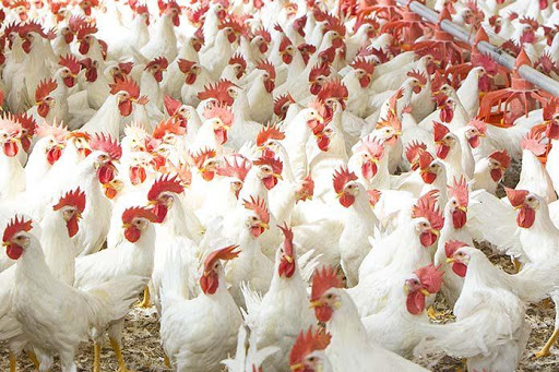 50 میلیون تومان رشوه برای منتشر نکردن خبر فساد در مسیر تولید تا توزیع مرغ