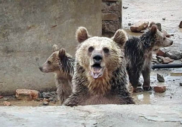 دلهره در عملیات‌ نجات8 ساعته خرسها