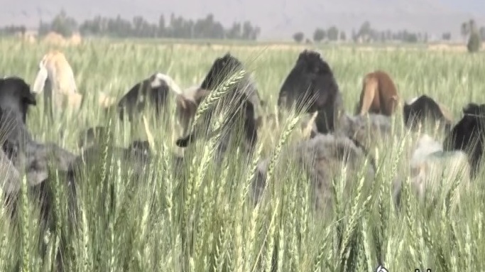 اجاره مزارع گندم به دامداران در فارس نتیجه سیاست های غلط دولت است