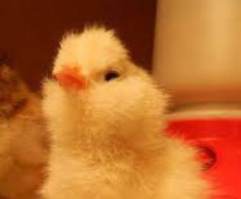 بی‌کفایتی در تولید مرغ را گردن قاچاق جوجه یک روزه نیندازید