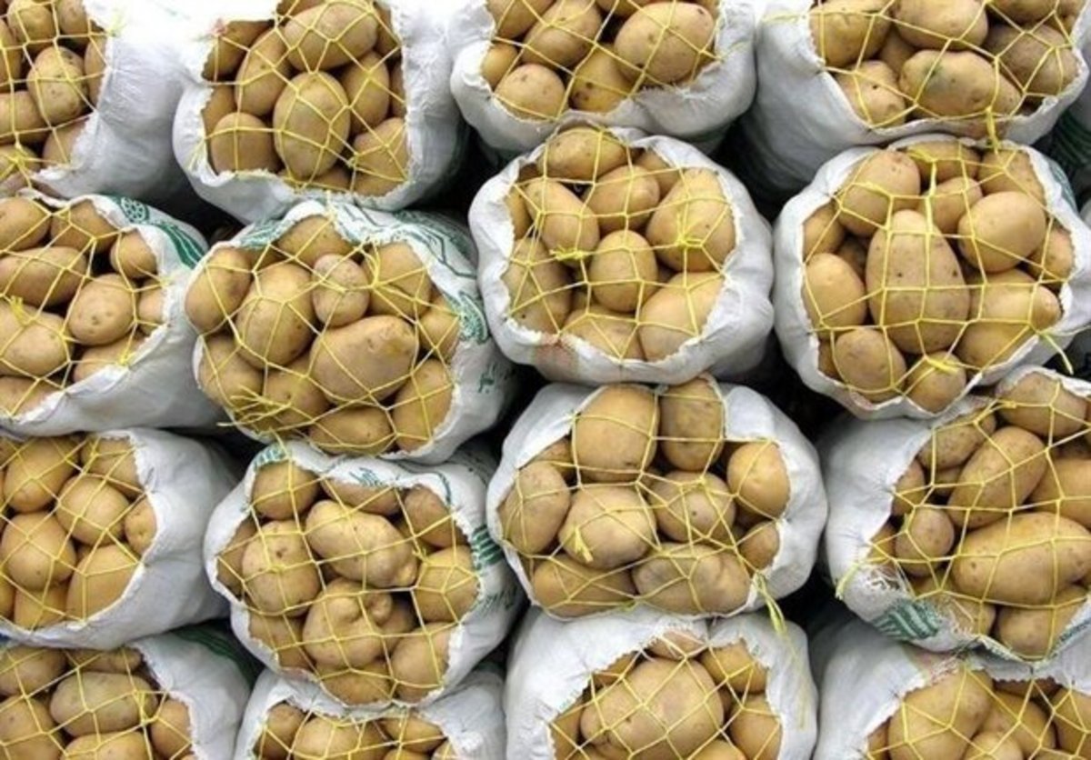 تکمیل سهمیه صادرات سیب‌زمینی کشور در سال جاری