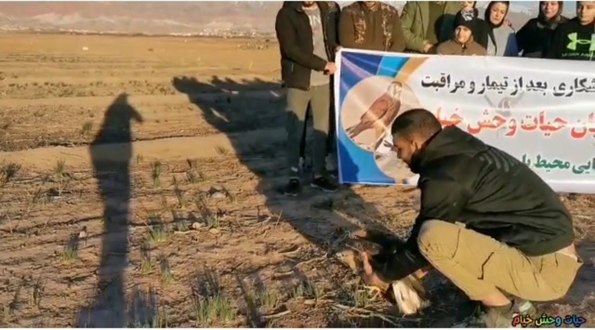 فیلم رهاسازي یک بهله پرنده شکاری سارگپه
