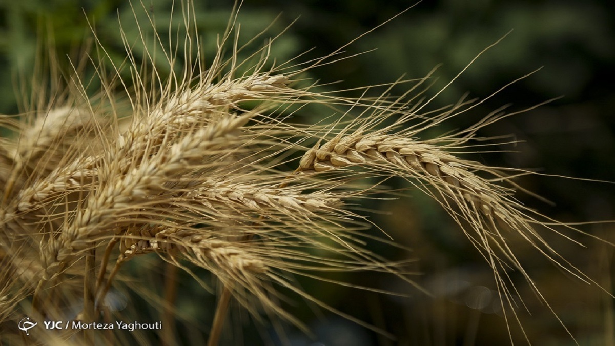 تولید گندم به ۱۲ میلیون تن می رسد