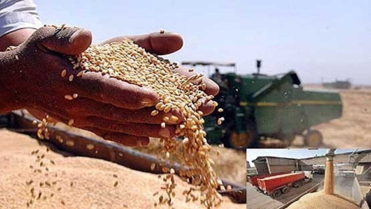 خرید گندم از استان‌های جنوبی کشور آغاز می‌شود