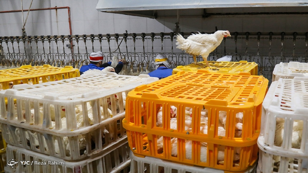 ۲۰۱ هزار تن گوشت انواع طیور در کشتارگاه‌ها طی دی‌ ۱۴۰۰ عرضه شد