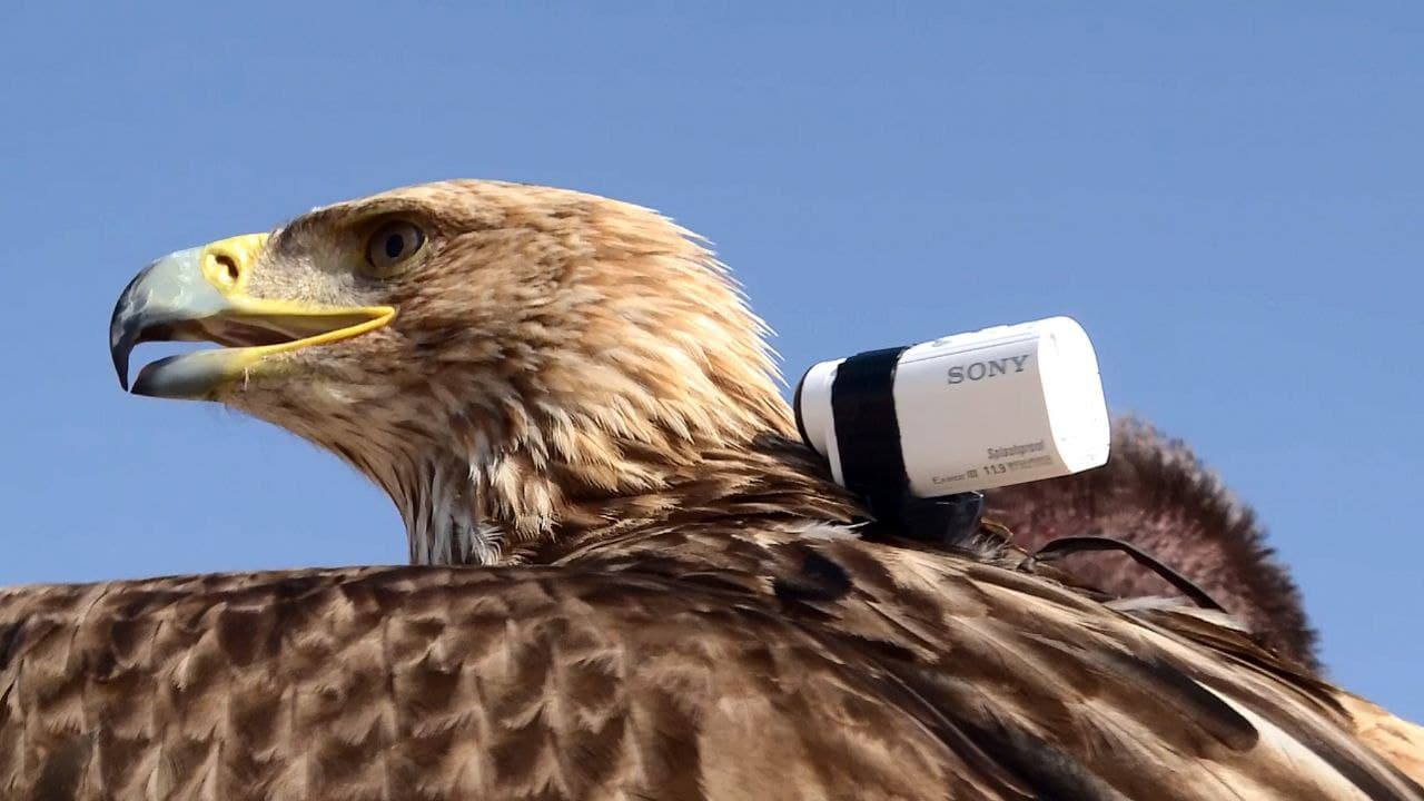 می‌توان از پرندگان شکاری مانند باز وبرای دیدبانی در مناطق صعب‌العبور استفاده کرد