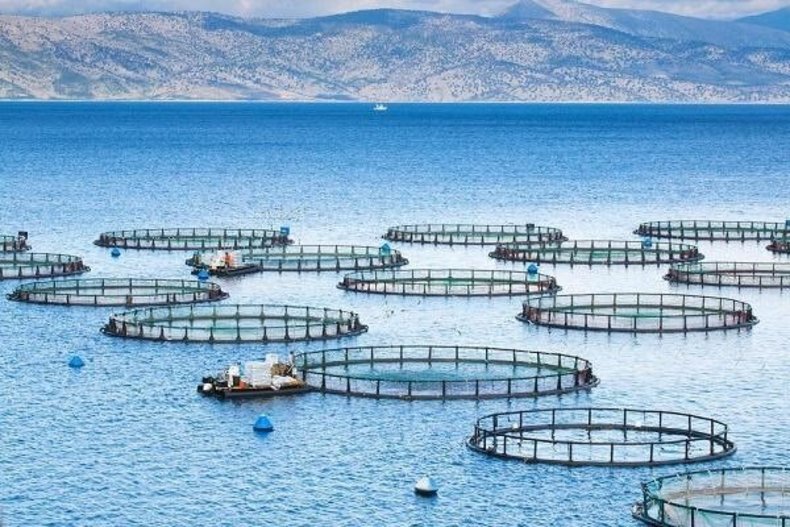 خودکفایی ۹۰ درصدی کشور در تولید تجهیزات پرورش ماهی در دریا