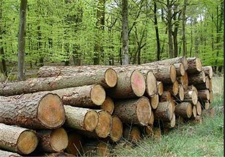 زراعت چوب در کشور دوباره رونق گرفت