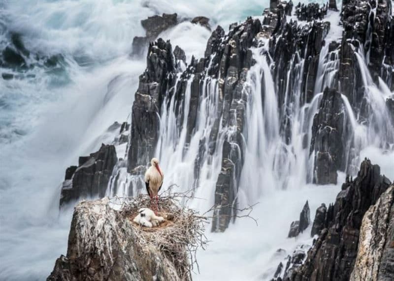 عکسی زیبا از لک لکی بر روی صخره ها در کشور پرتغال