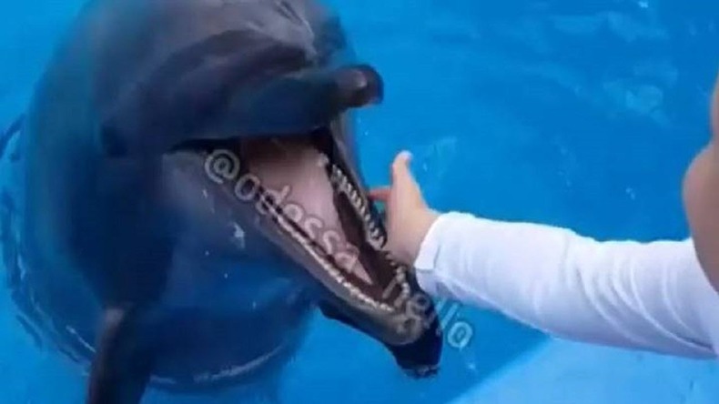 حمله ناگهانی دلفین، کودک را زخمی کرد