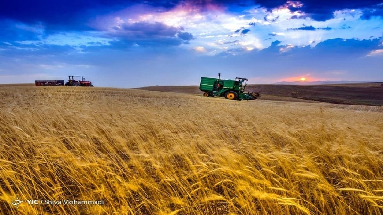 کاهش ۱۸ درصدی خرید تضمینی‌ گندم نسبت به سال قبل