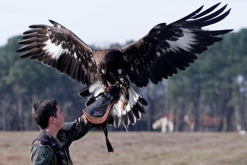 مزایای بازداری و پرندگان شکاری در امور نظامی