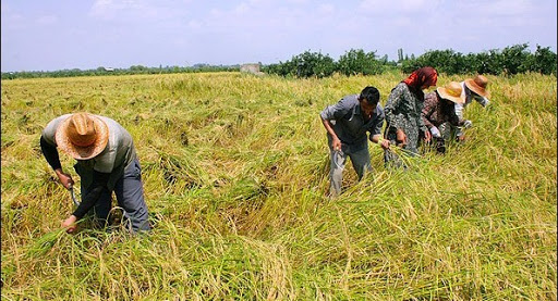 خریدهای حمایتی دولت از کشاورزان قربانی انتقال قدرت نشود