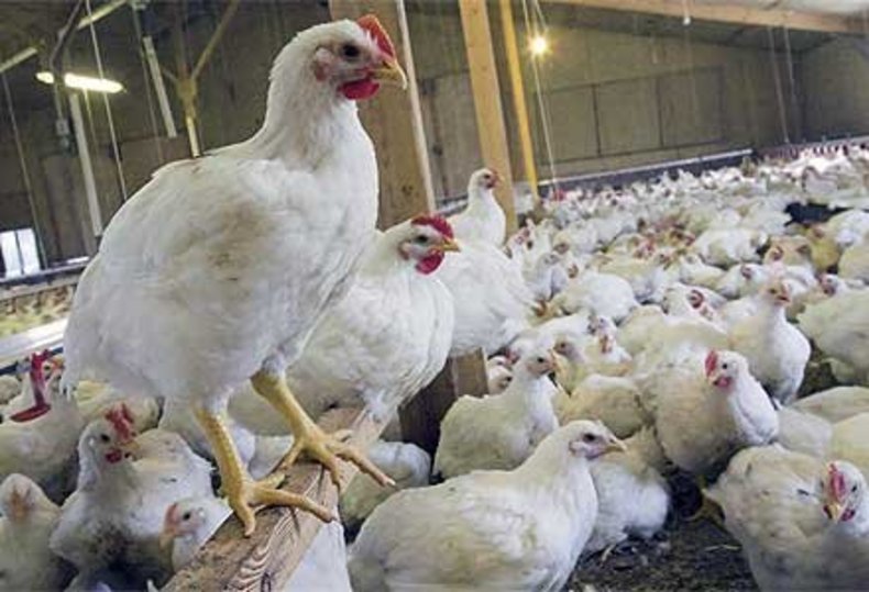 از ۲۰ روز آینده مشکل کمبود مرغ در استان رفع خواهد شد