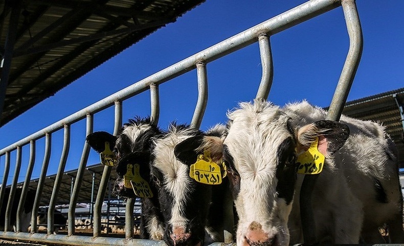 تصویب افزایش ۴۷ درصدی قیمت شیر خام
