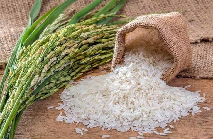مجلس انقلابی هم رنج برنج را بر تن برنج کاران باقی گذاشت