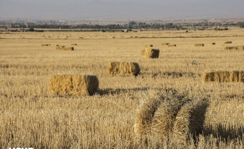 خرید گندم در مرز ۴.۵ میلیون تن