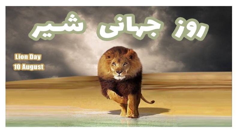 هیرمان شاه گربه سانان ایرانی