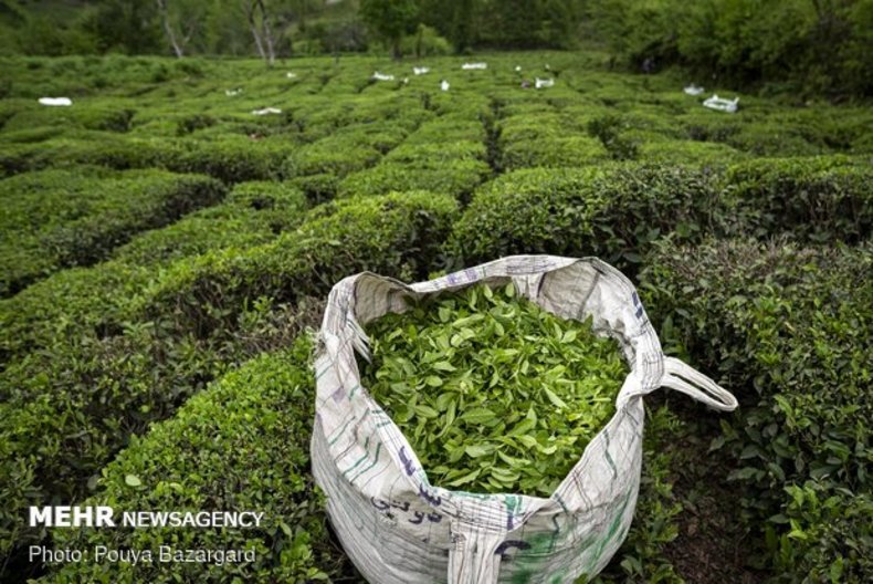 رشد ۲۳ درصدی خرید برگ سبز چای از چایکاران