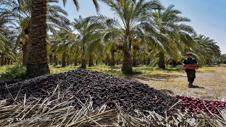 ثبت‌ نام «خادمیاران اربعین» آغاز شد