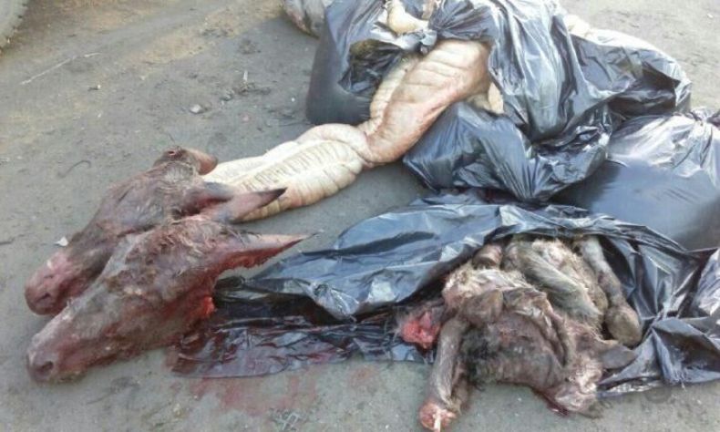 دستگیری عاملان توزیع گوشت الاغ و اسب در جنوب پایتخت