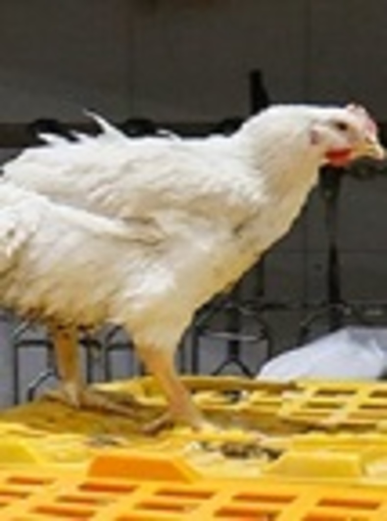 واردات تخم‌مرغ نطفه‌دار راهکاری برای آرامش بازار مرغ