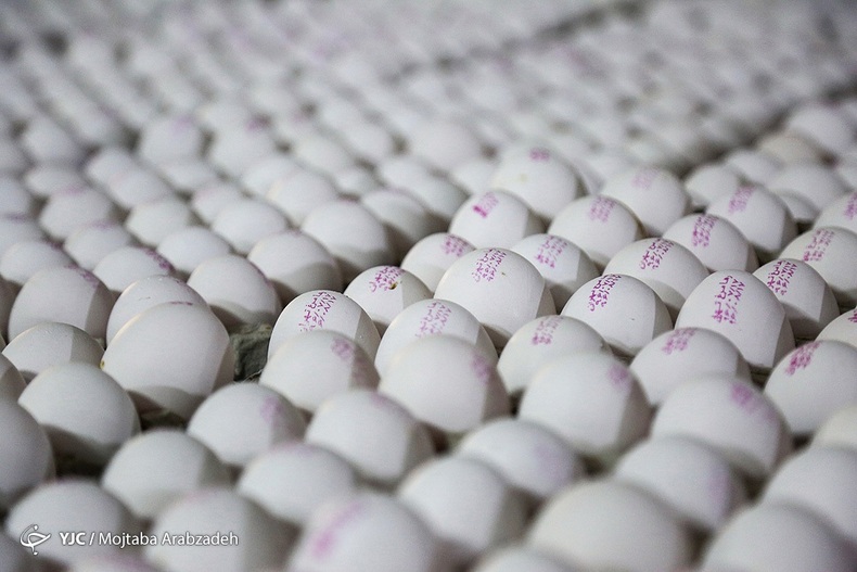 تخم‌مرغ با نرخ ۴۳ هزار تومان در مراکز فروش توزیع می‌شود