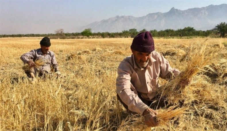 ۴ برابر شدن صادرات گندم هند در بحبوحه افزایش قیمت جهانی
