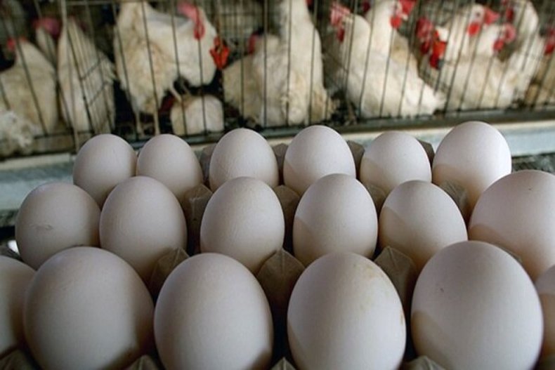 قیمت مصوب تخم‌مرغ بسته‌بندی اعلام می شود