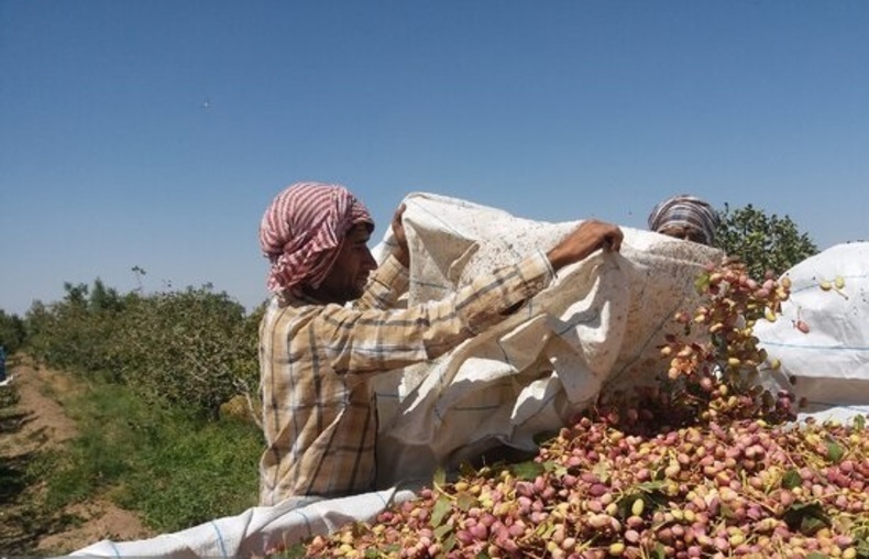 صادرات ۴۲۶ میلیون دلاری پسته در نیمه نخست امسال