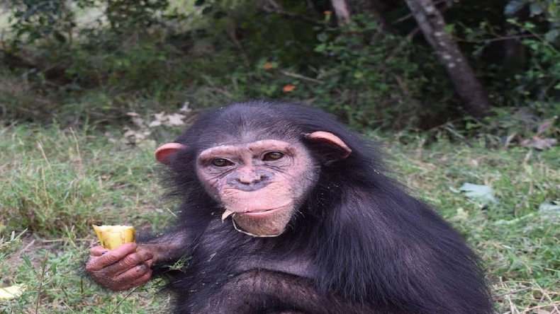 آخرین وضعیت باران شامپانزه ایرانی بعد از انتقال به کنیا