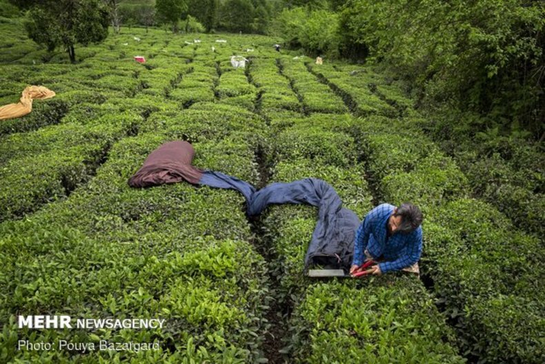 برداشت ۱۳۵ هزار تن برگ سبز چای
