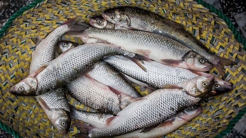 تولید ماهی قزل آلا نسبت به سال قبل ۲۵ درصد کاهش یافت