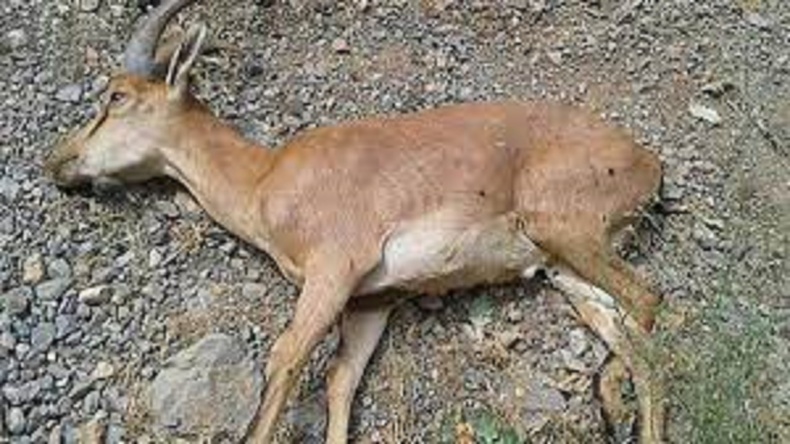مشاهده طاعون نشخوارکنندگان در کلاردشت