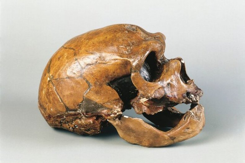 شواهد انتقال بیماری از حیوان به انسان در فسیل ۵۰ هزار ساله