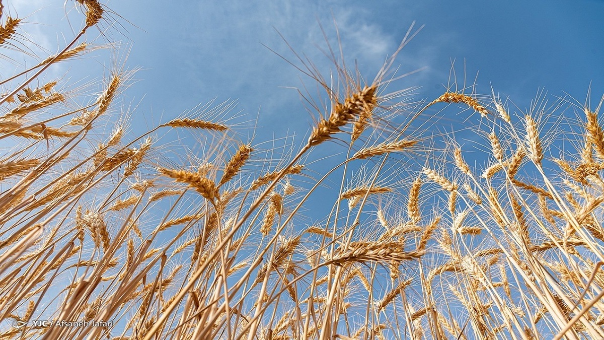 واردات گندم با هدف تامین ذخیره ۲ سال آینده کشور افزایش یافت