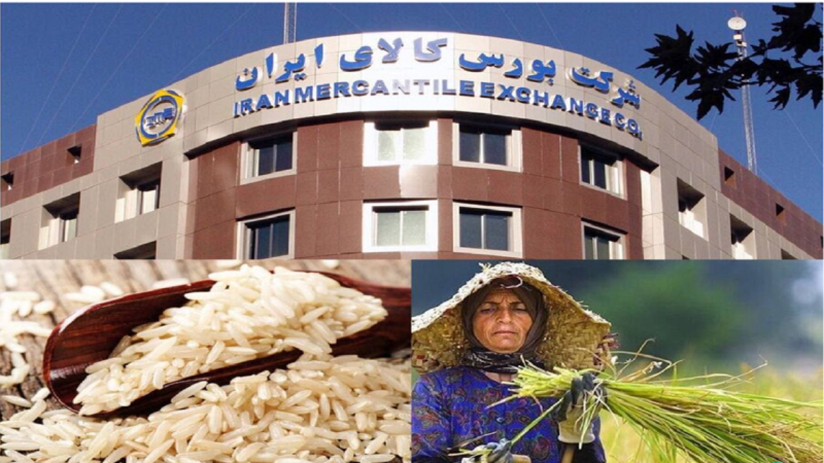 کشف نرخ عادلانه برنج و حذف واسطه‌ها در بورس کالا
