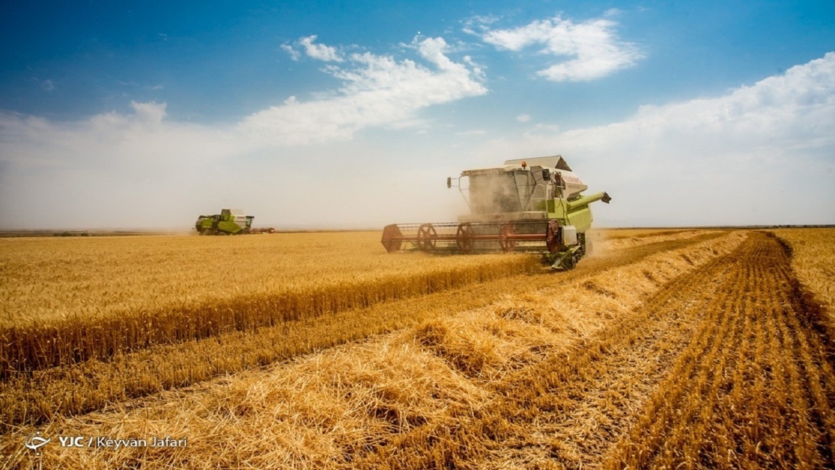 ۳.۵ میلیون تن گندم تا پایان سال وارد می شود