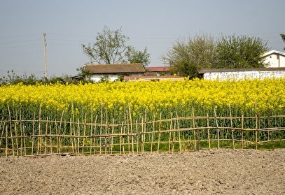 مزارع زرد کلزا - مازندران