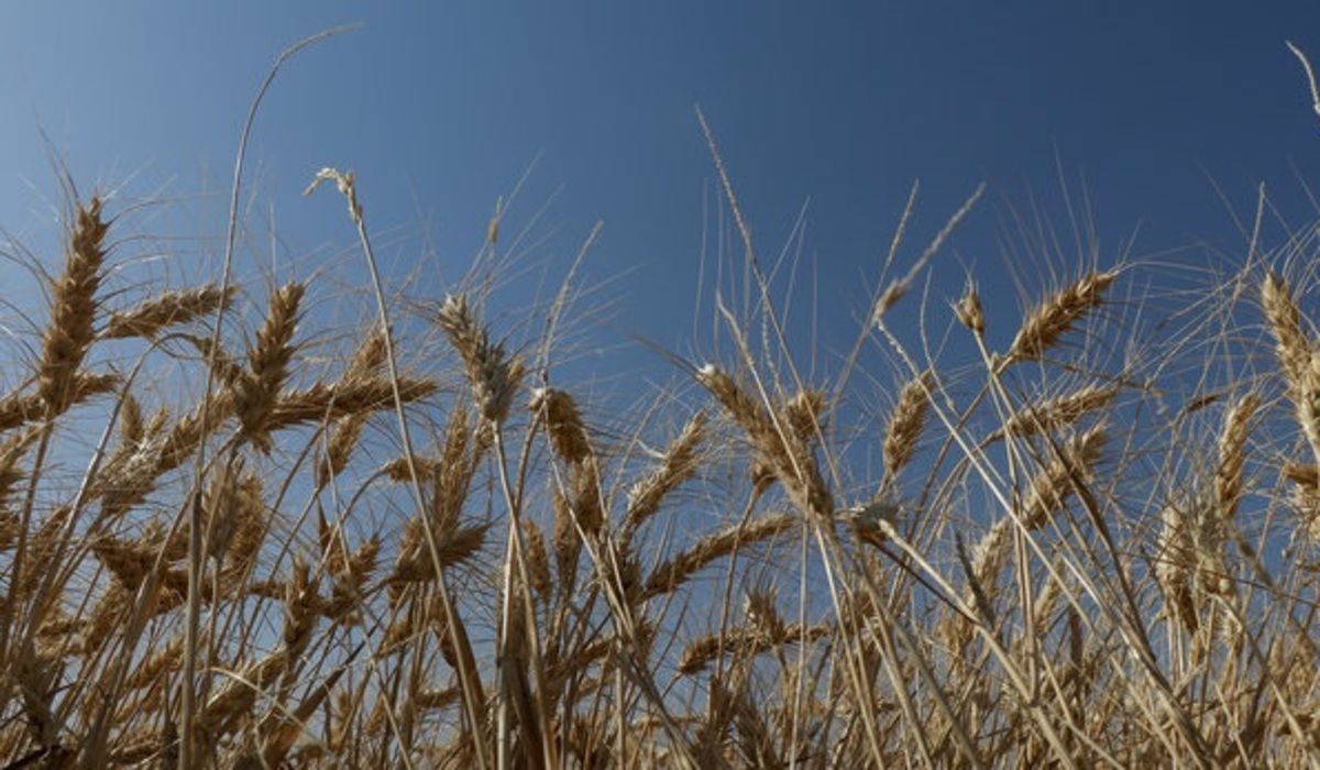 خودکفایی در تولید کالاهای اساسی چگونه محقق می‌شود؟