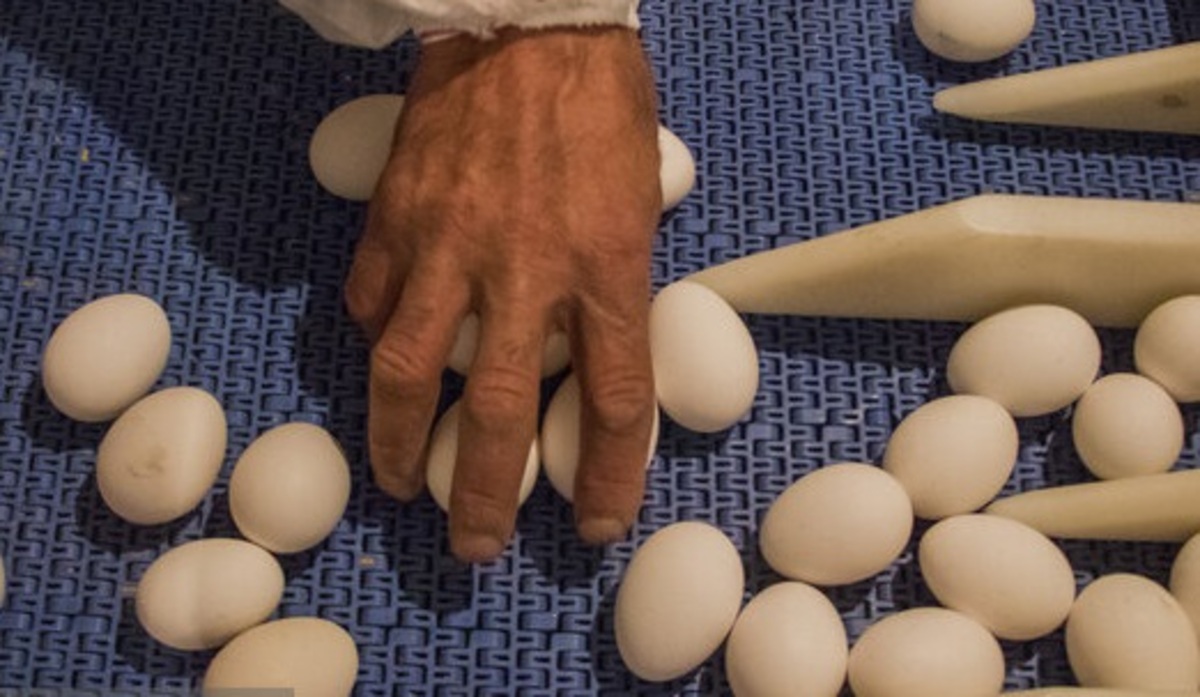 افزایش تولید تخم مرغ بیشتر از برنامه جهاد کشاورزی