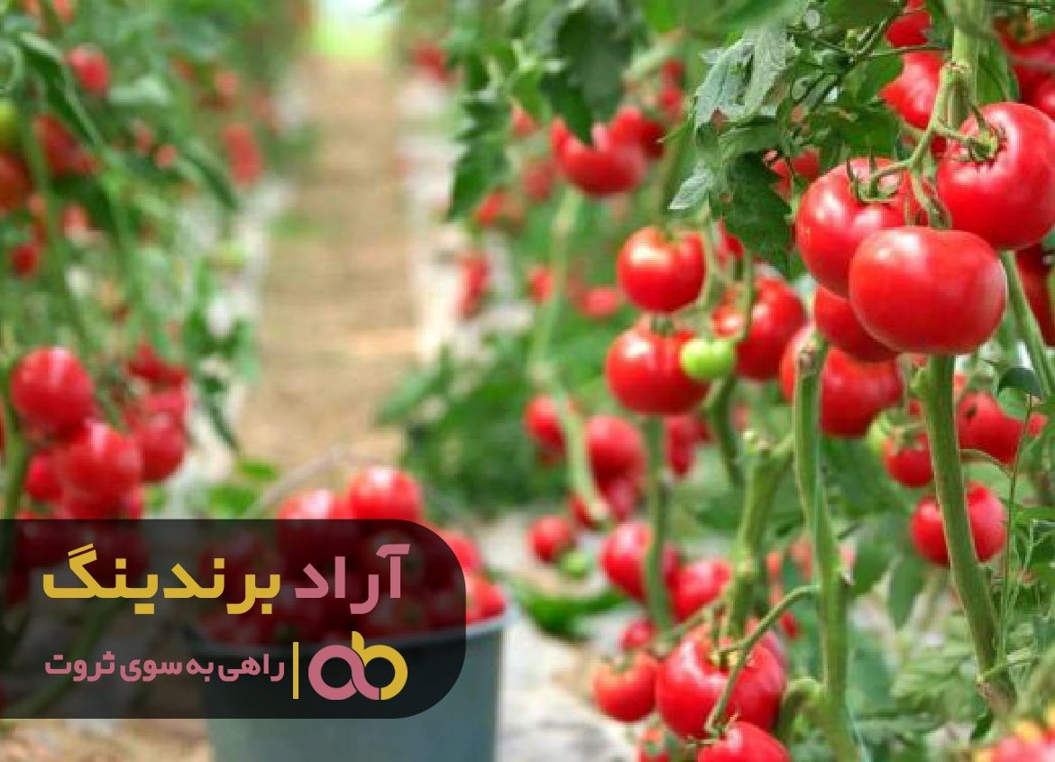 در زمان و مکان مناسب توانستم ثروت حیرت ‌انگیزی را بدست آورم