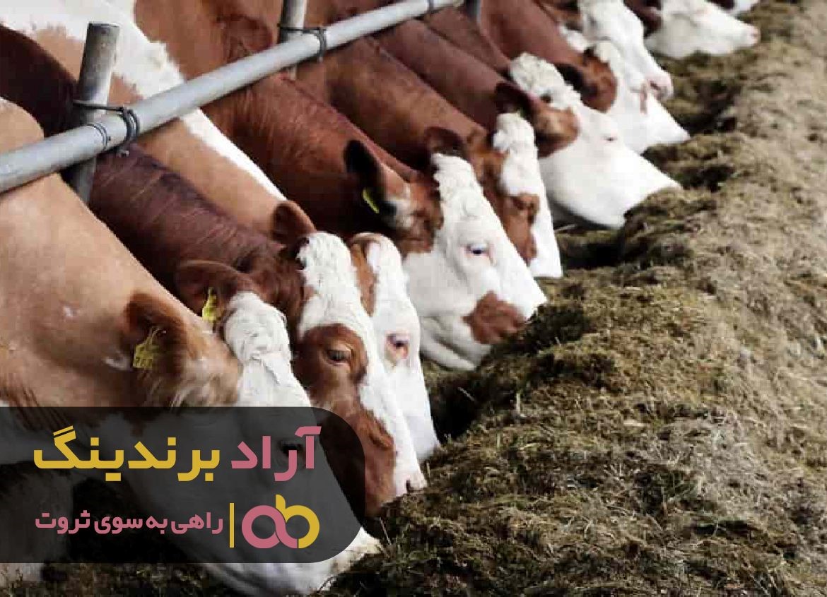 با شناسایی استعدادها یم به گنج ثروت رسیدم