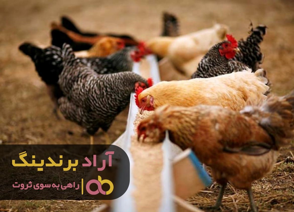 با شناسایی استعدادها یم به گنج ثروت رسیدم