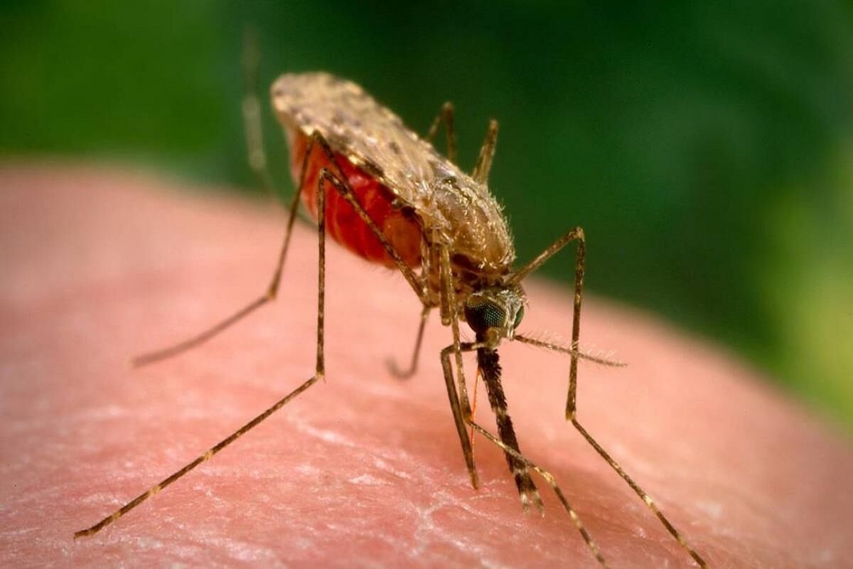 ایران در آستانه دریافت گواهی حذف بیماری مالاریا است
