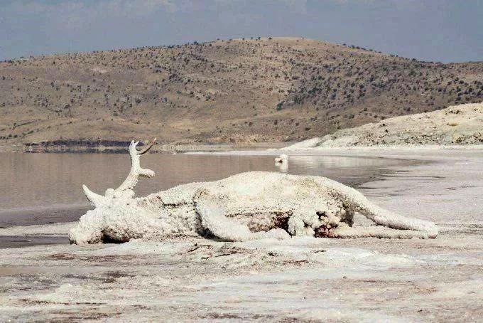 خشک شدن دریاچه ارومیه زندگی میلیون ها ایرانی را به مخاطره می اندازد
